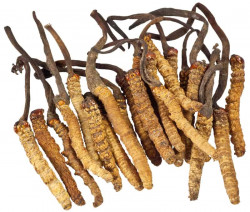 Nutraceutical and therapeutic properties of medicinal fungus : Cordyceps sinensis - scientific references