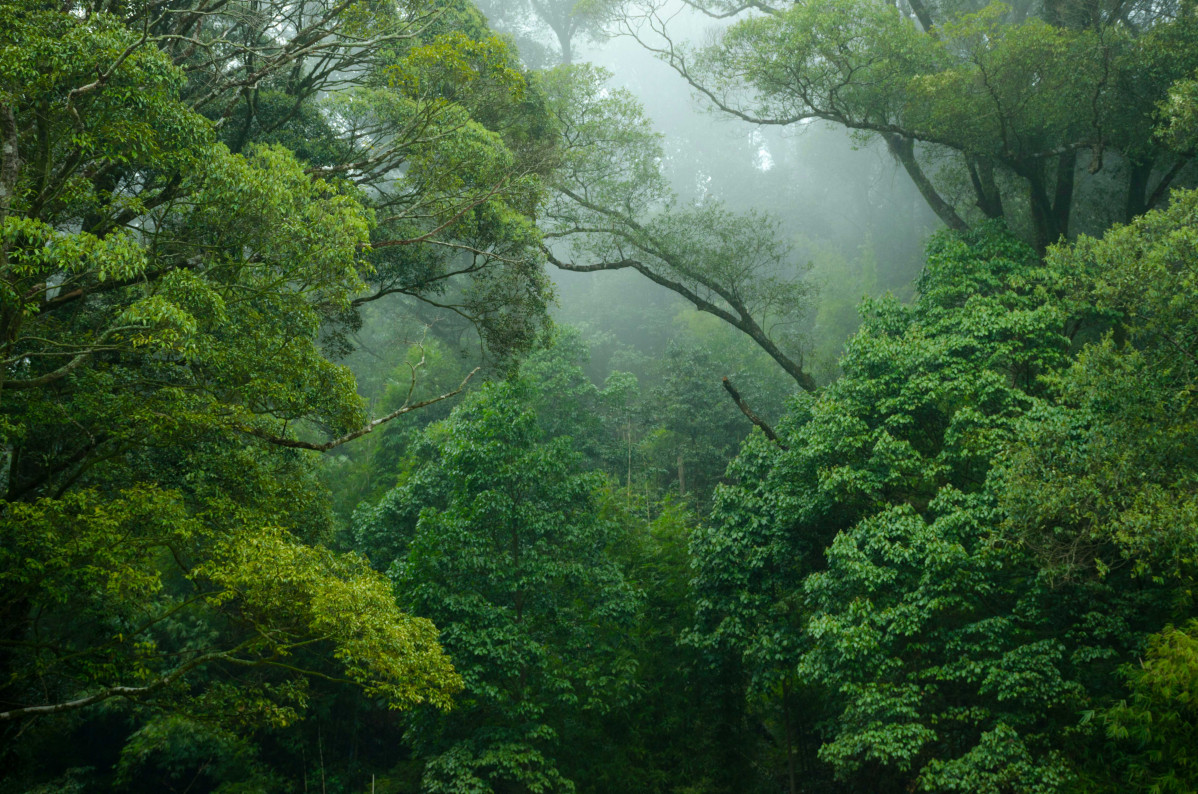 The Medicine of Our Ancient Forests