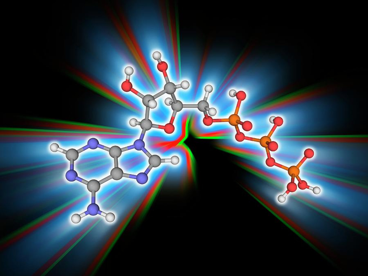 ATP: The Perfect Energy Currency for the Cell - Fulmina Publications